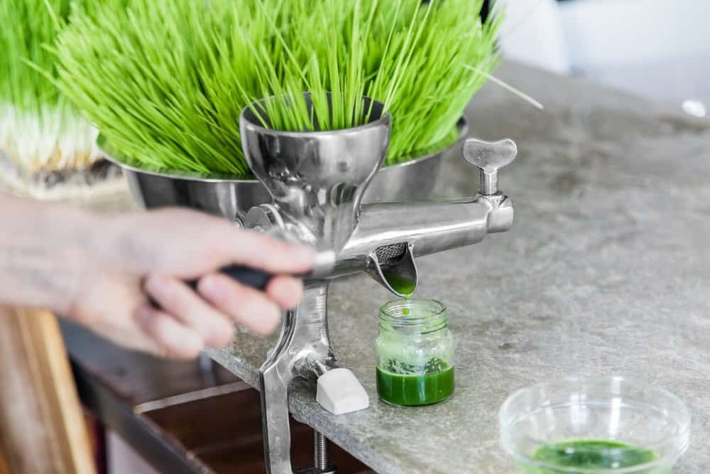 Extraction of Wheatgrass in Action on the Kitchen Countertop using a Metal Manual Juicer - Organifi Green Drink Review