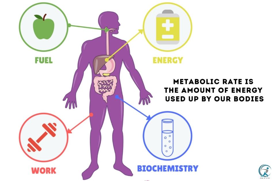 Metabolic rate is the amount of energy used up by our bodies