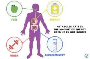 Protein powders help control blood glucose levels in diabetics by slowing down the absorption of carbohydrates into the bloodstream after meals. This helps prevent spikes in blood sugar levels after eating carbohydrate-rich foods like pasta or breads instead of causing them to spike higher than normal levels (hyperglycemia).