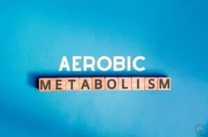 What Is Aerobic Metabolism And How Can It Burn Fat