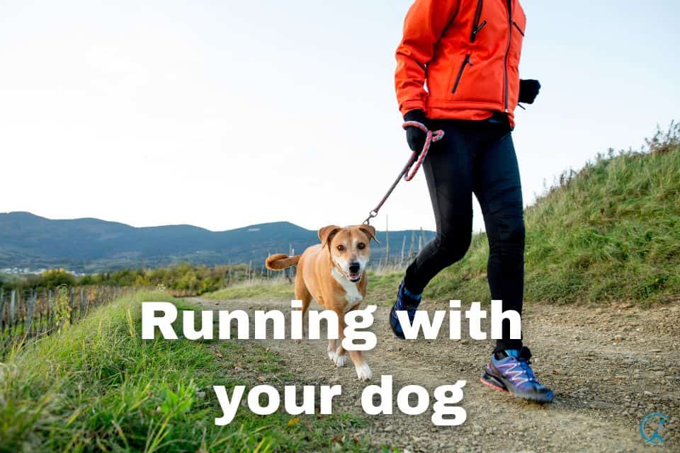 Running with Your Dog Tips and Tricks for a Fun and Safe Workout!