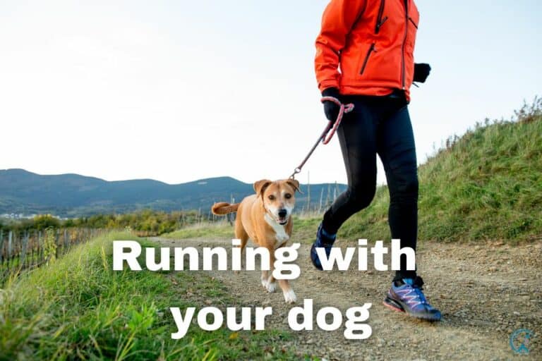 Running with Your Dog: Tips and Tricks for a Fun and Safe Workout ...