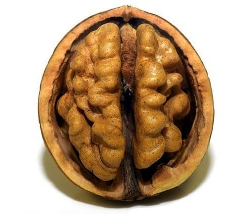 Food for the Brain - Walnuts