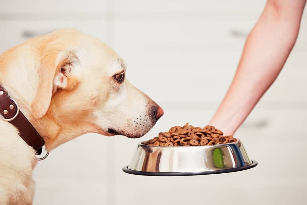 Tips on Lose Weight Quickly - Feeding hungry labrador retriever. The owner gives his dog a bowl of granules.