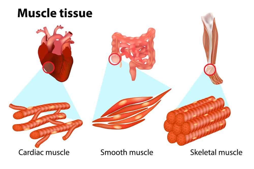 THREE TYPES OF MUSCLE TISSUE