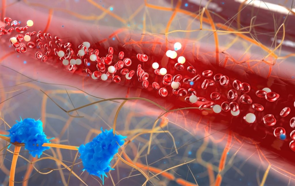 Glucose and fat in the human body