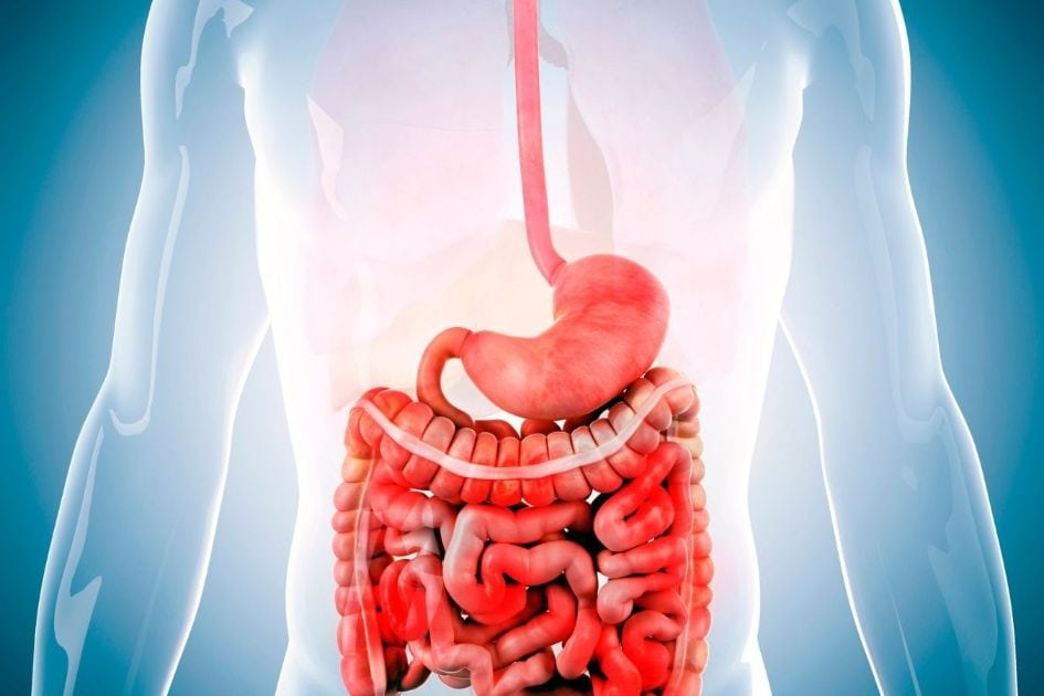 Characteristics of a healthy digestive system
