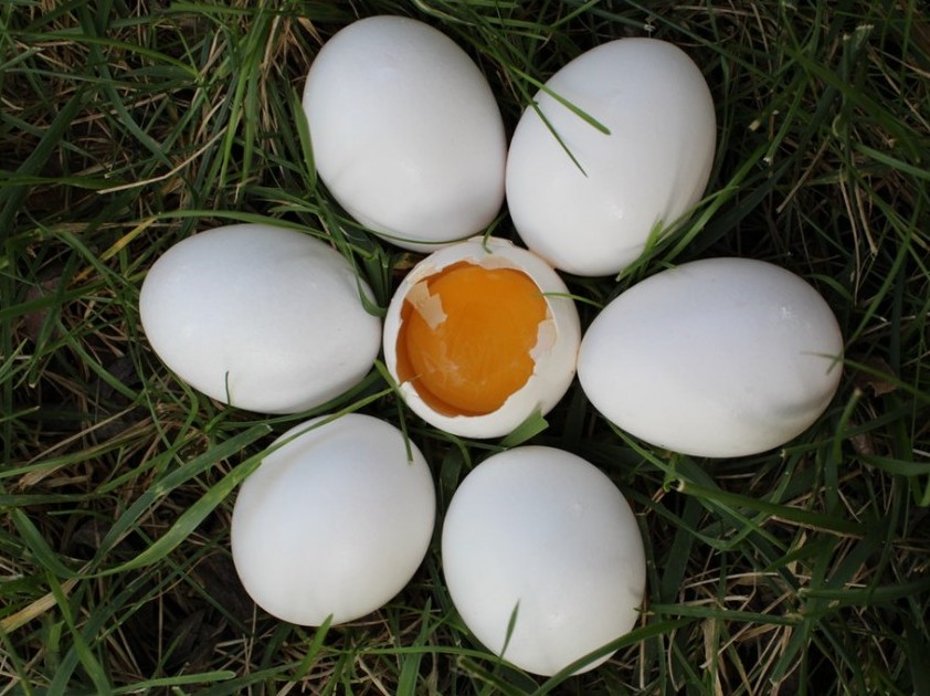 Superfoods to boost Your health Whole eggs are abundant in numerous nutrients, including B vitamins, choline, selenium, vitamin A, iron, and phosphorus.