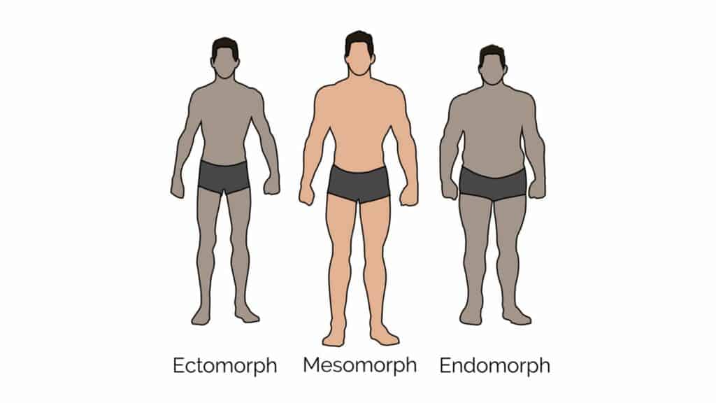 Somatotypes