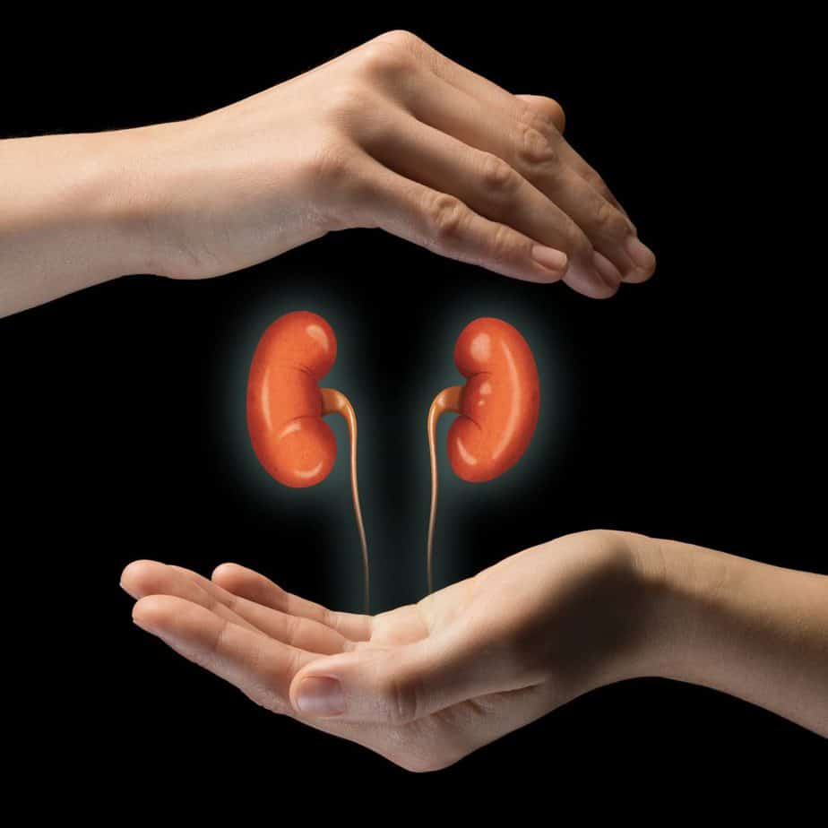 A human kidneys between two palms of a woman - 10 Reasons why Water is Important