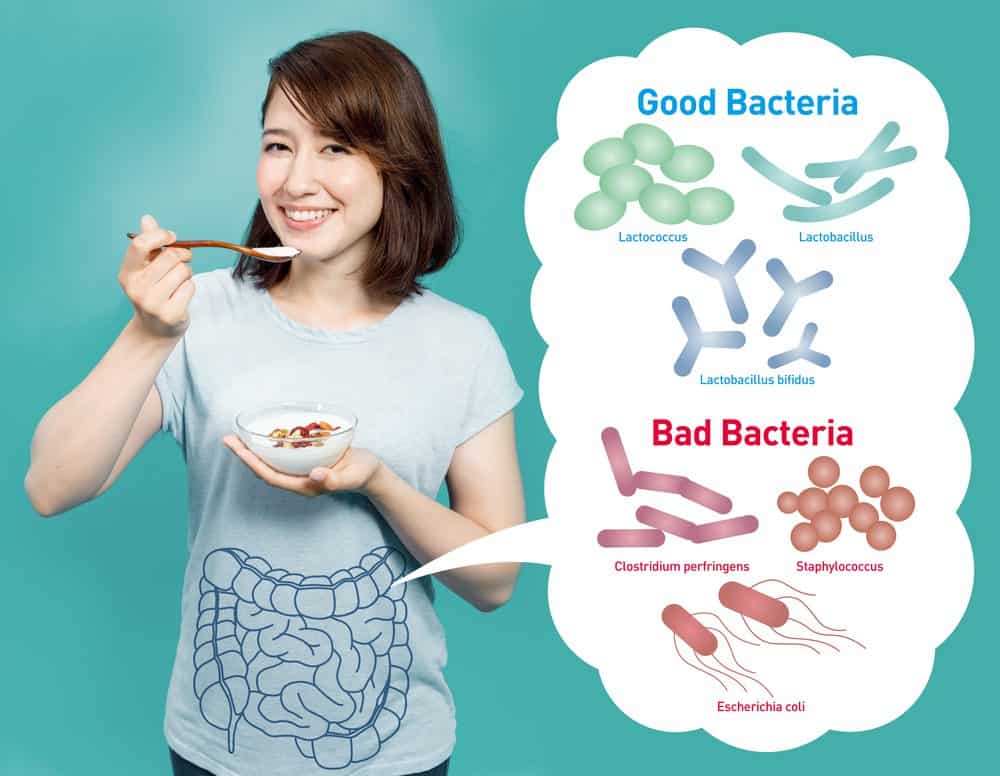 Good Bacteria and Bad Bacteria - Lose Weight Naturally Fast
