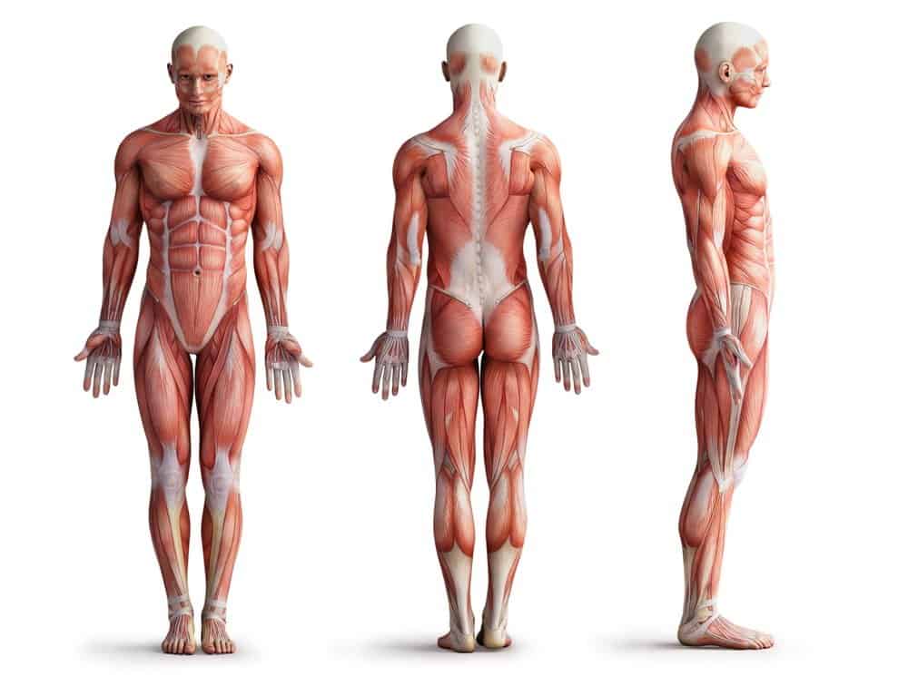 Body Stucture illustartion, anatomy, muscles - Ideal Body Weight (IBW) Calculator
