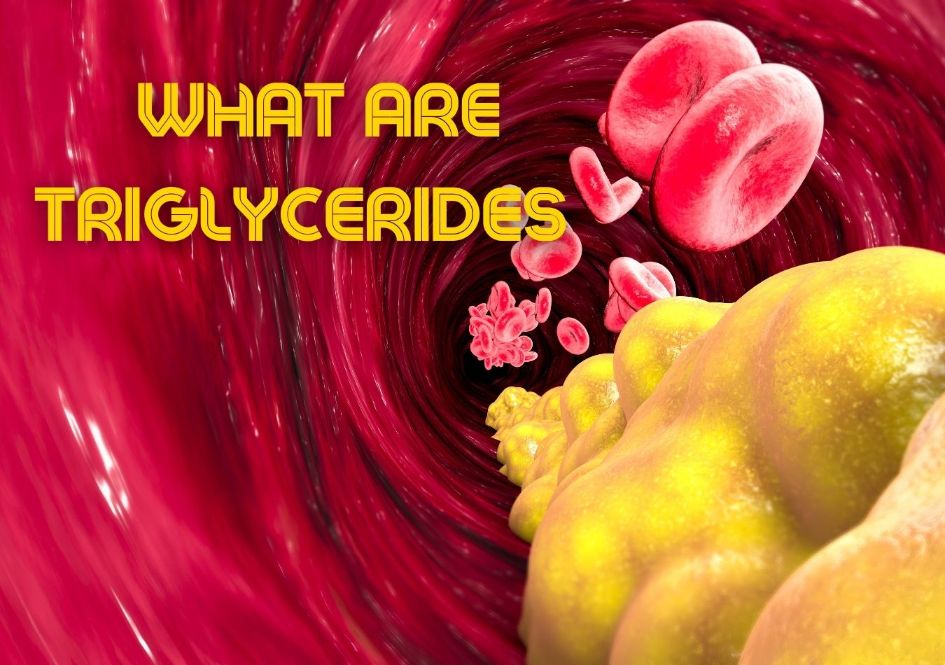 What Are Triglycerides and How Do They Influence Our Health