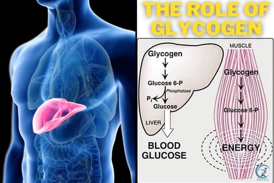 The essential Role of Glycogen into the human body