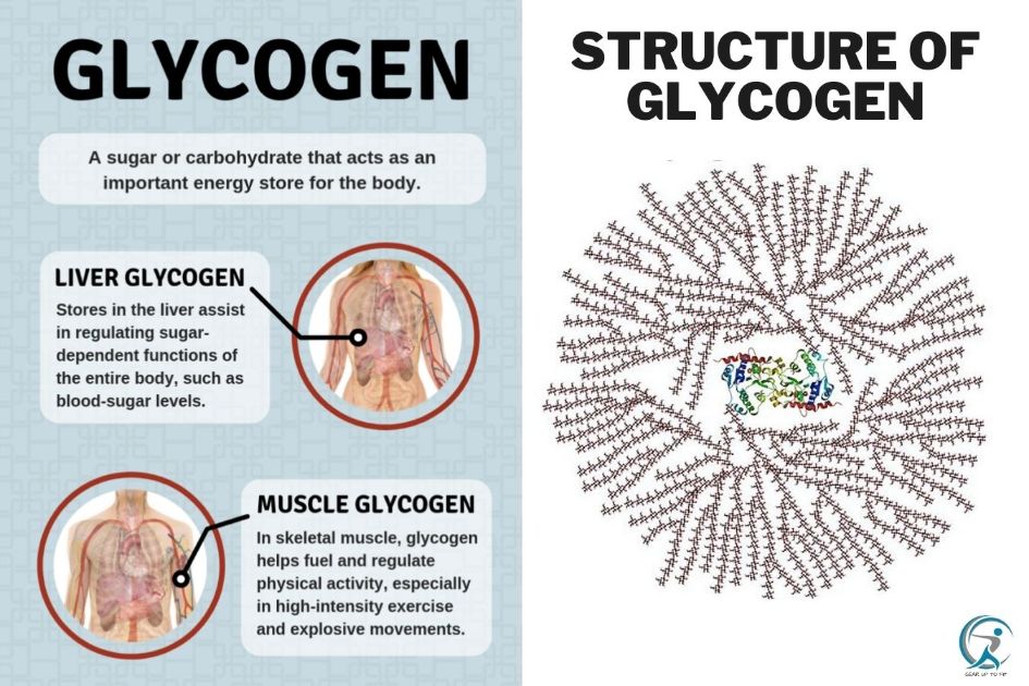 The role of glycogen and its structure