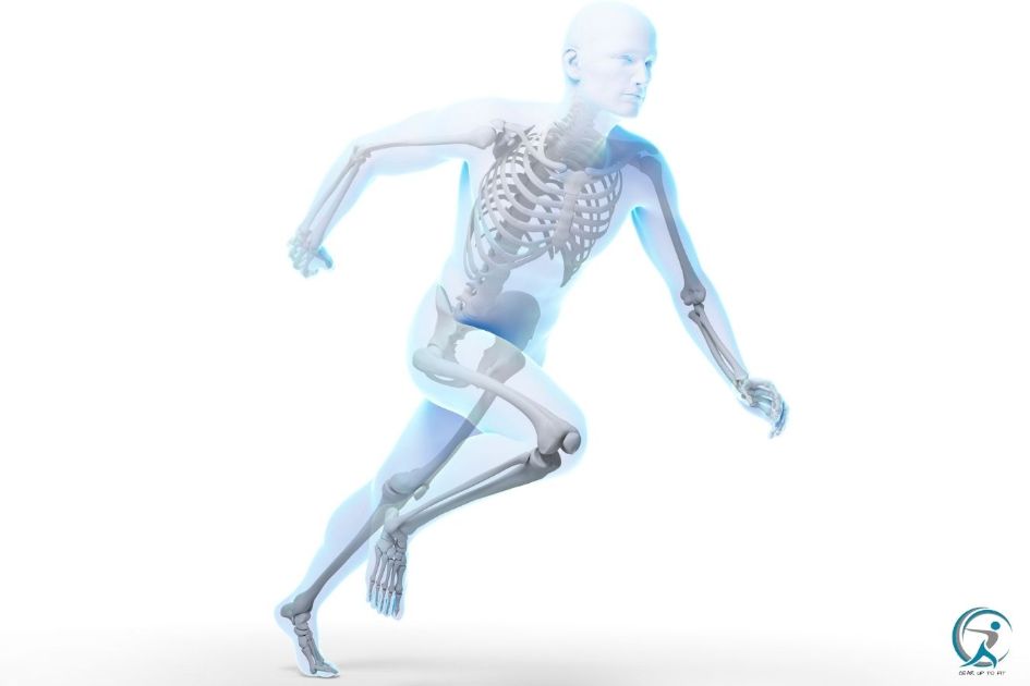 Skeletal System - Proven Ways to Run Longer