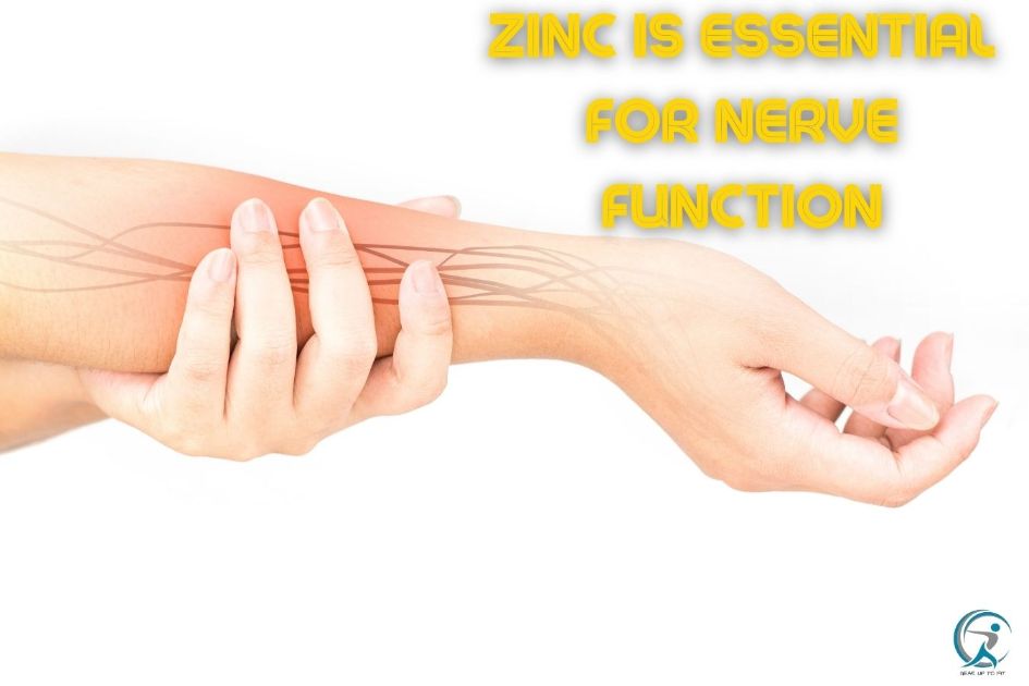 Zinc plays a vital role in nerve function