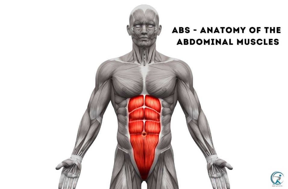ABS - Anatomy of the abdominal muscles