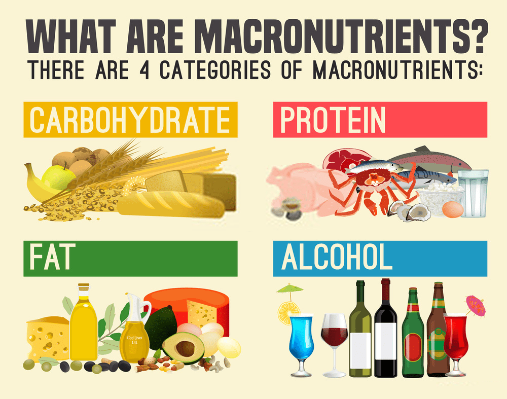 The 4 different types of macronutrients