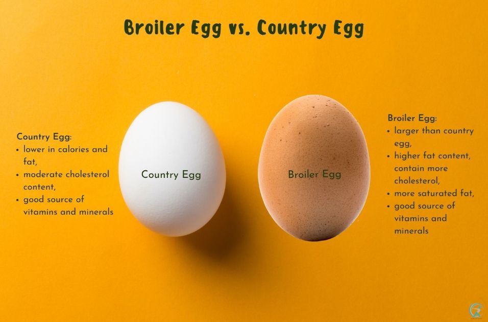 Broiler eggs vs. Country eggs