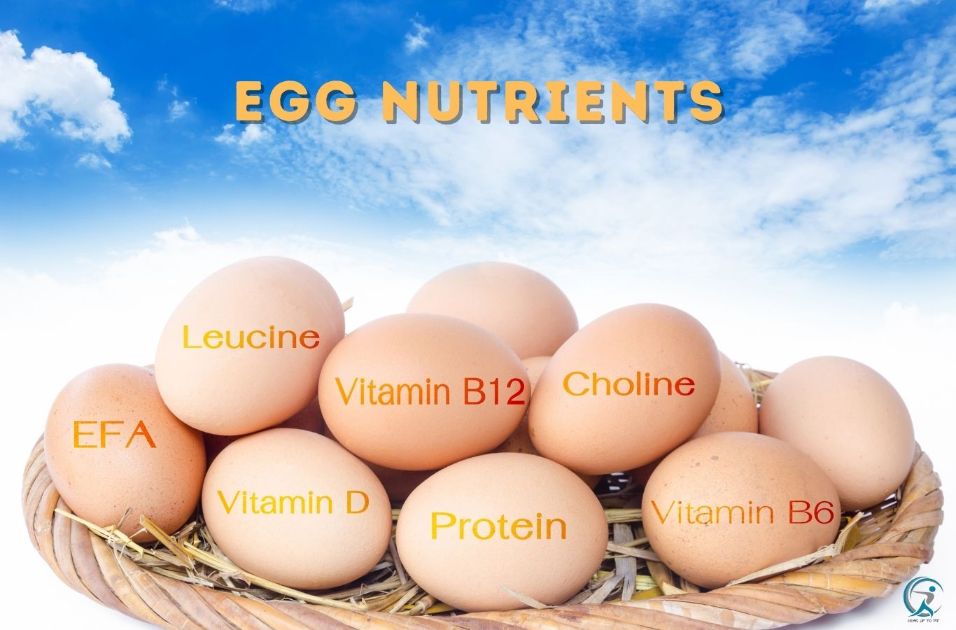 What are the nutrition ingredients of a broiler egg?