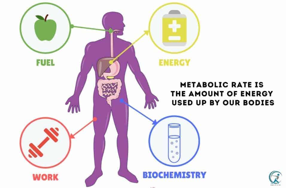 meabolics rate