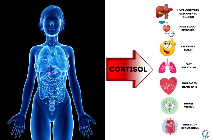 Cortisol is a stress hormone that's created in response to stress