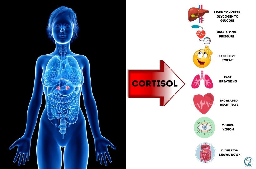 adrenal gland producing too much cortisol