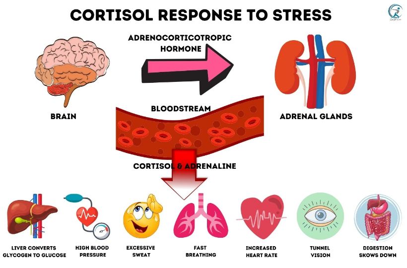 What are the side effects of high levels of cortisol