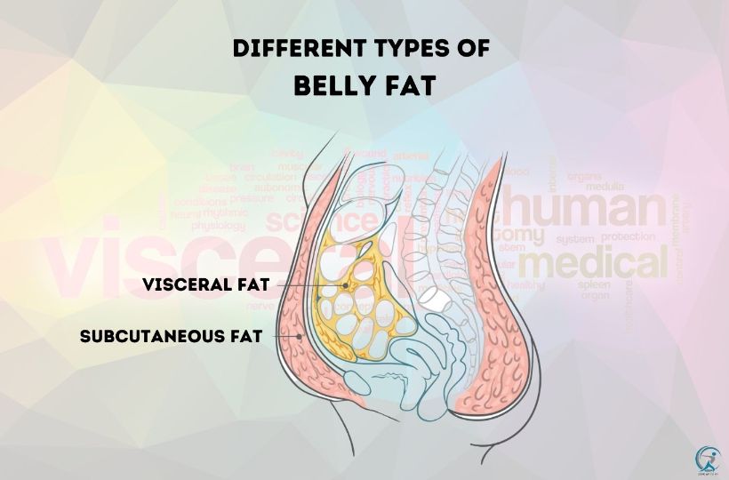 What are the different types of belly fat?