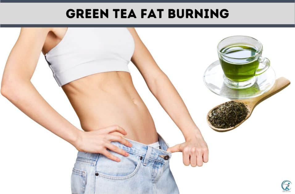 Green Tea includes polyphenols known as catechins that contribute to the Fat Burning process