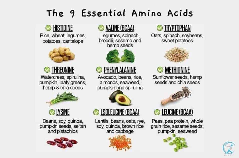 The 9 Essential Amino Acids