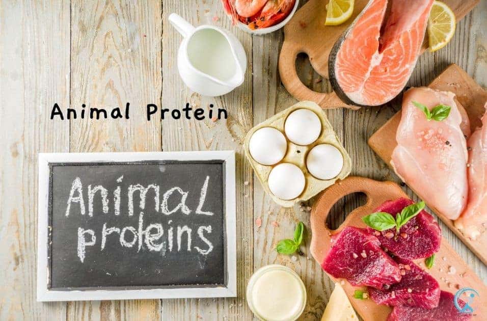 Animal protein is more bioavailable than plant protein - Protein is the Key to Optimal Health