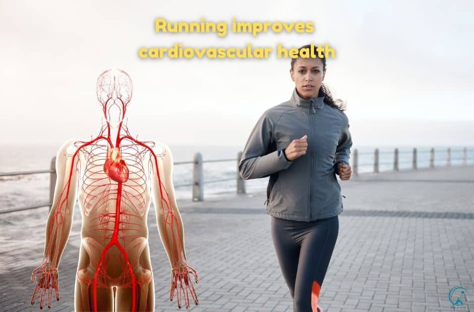Running improves your cardiovascular health