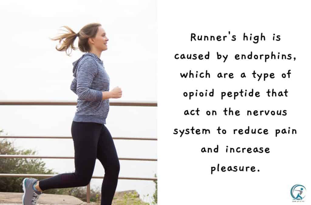 Why does runner's high work?