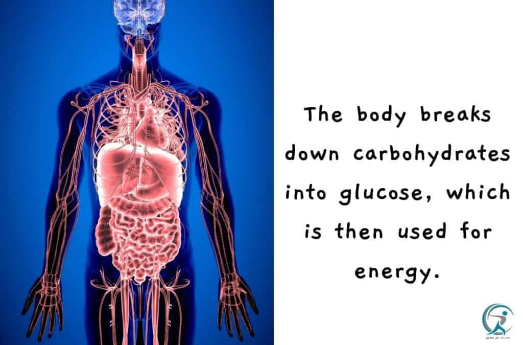 The body breaks down carbohydrates into glucose, which is then used for energy.