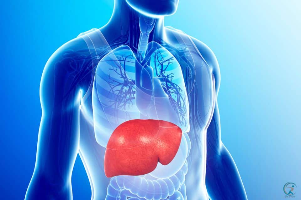 The liver is a vital organ that helps the body detoxify and process nutrients