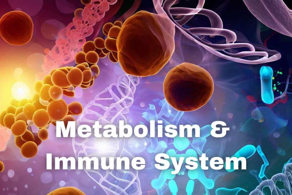 The Relationship Between Metabolism and Immune System
