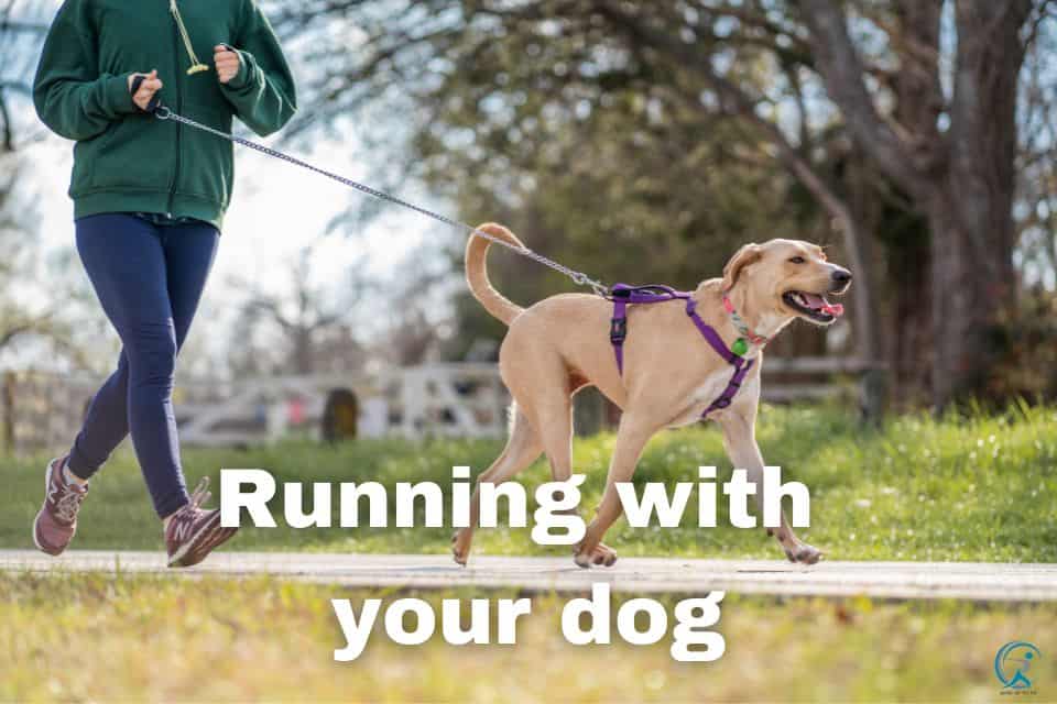 Making Running with Your Dog a Fun Experience
