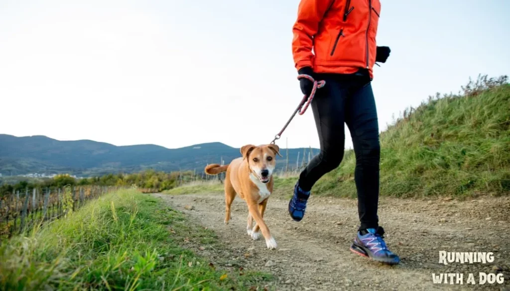 Running with the right equipment when running with your dog is essential