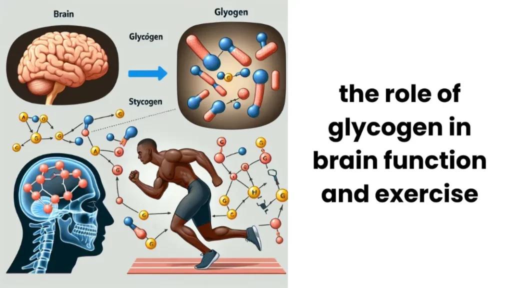 The Role of Glycogen in Brain Function and Exercise