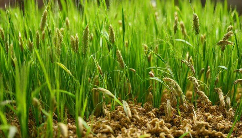 Best Wheatgrass 2026: Top Rankings & Picks